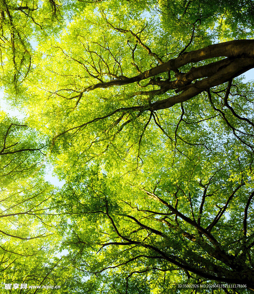 仰视葱郁树冠绿意盎然