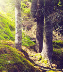 林间阳光洒落的静谧小径