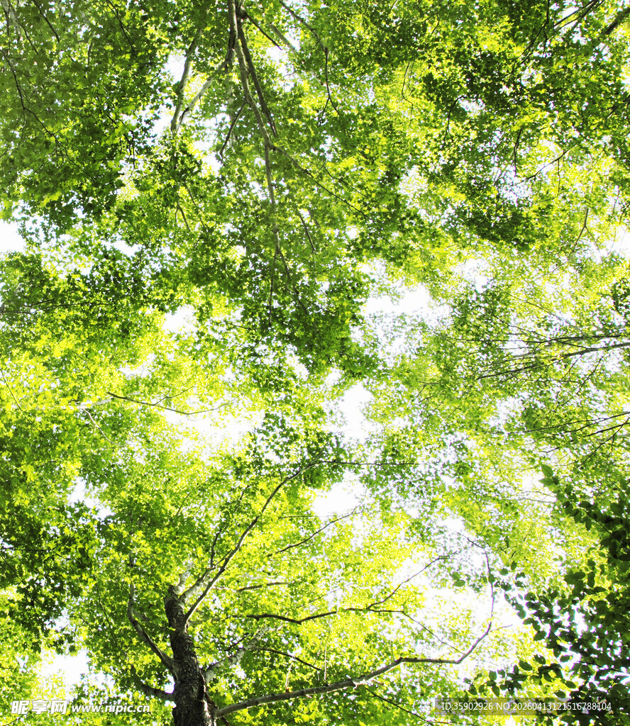 仰视翠绿繁茂的树冠