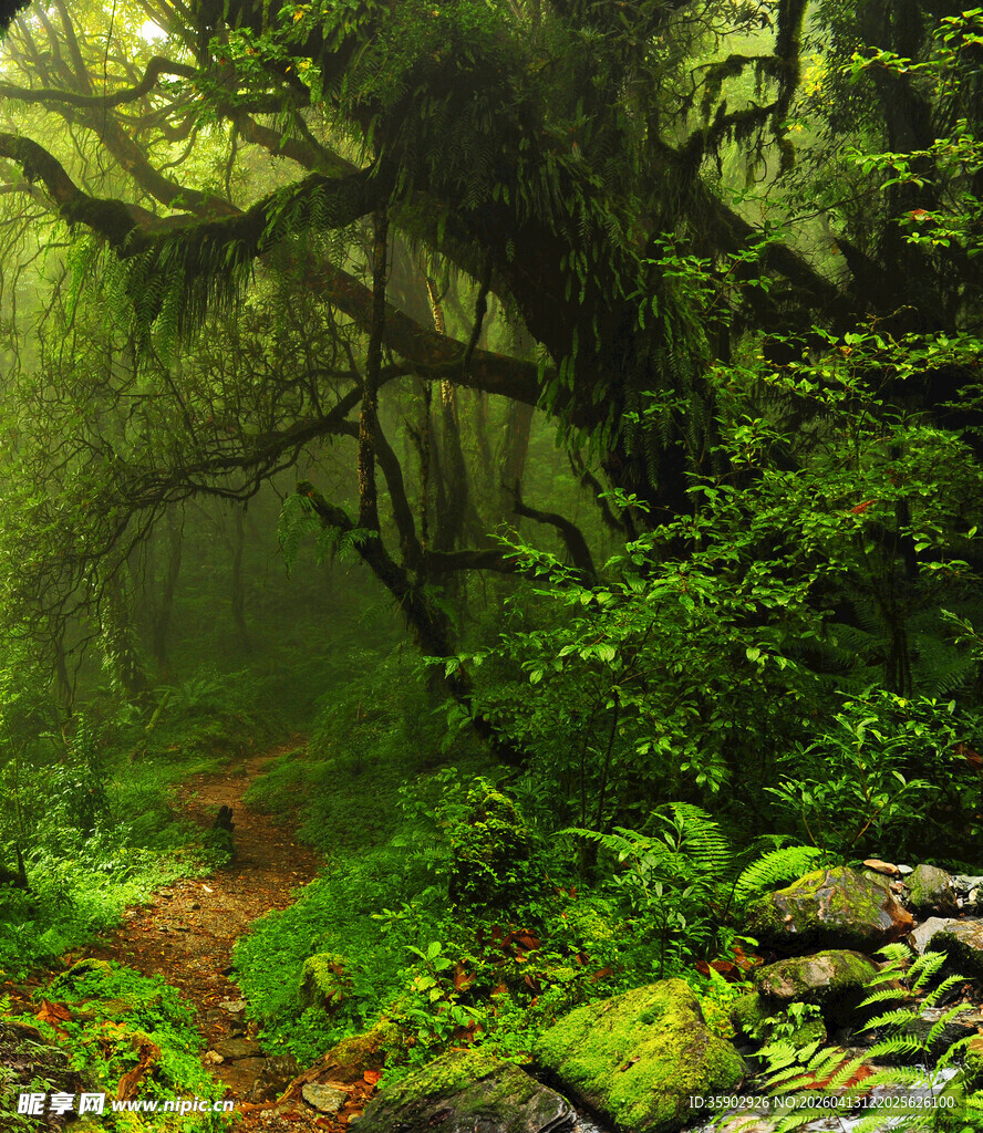 迷雾中的森林小径