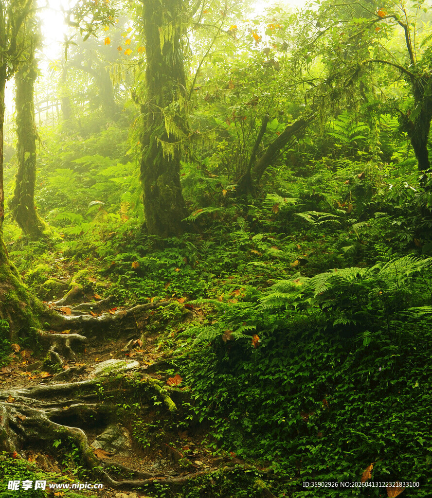 清晨迷雾中的静谧森林小径