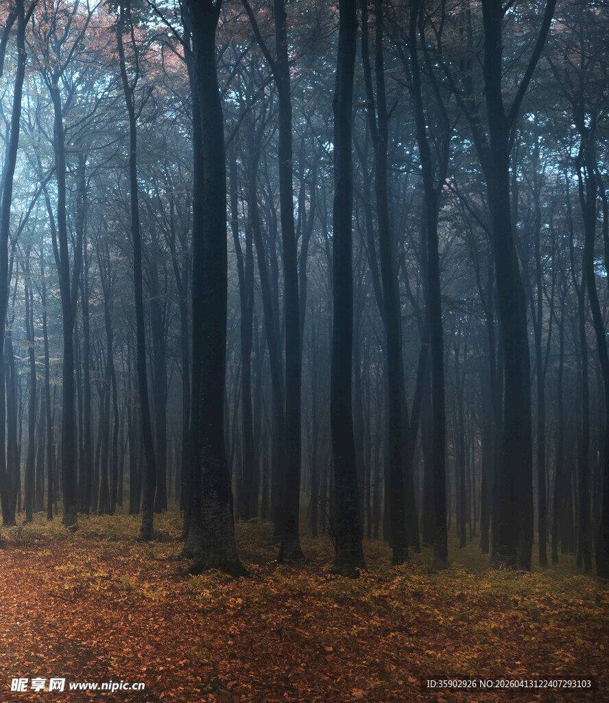雾中秋日森林美景