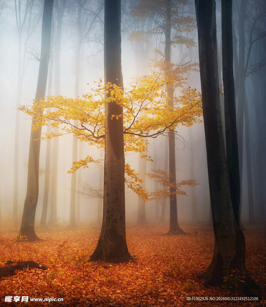 雾中秋日森林的金黄景致