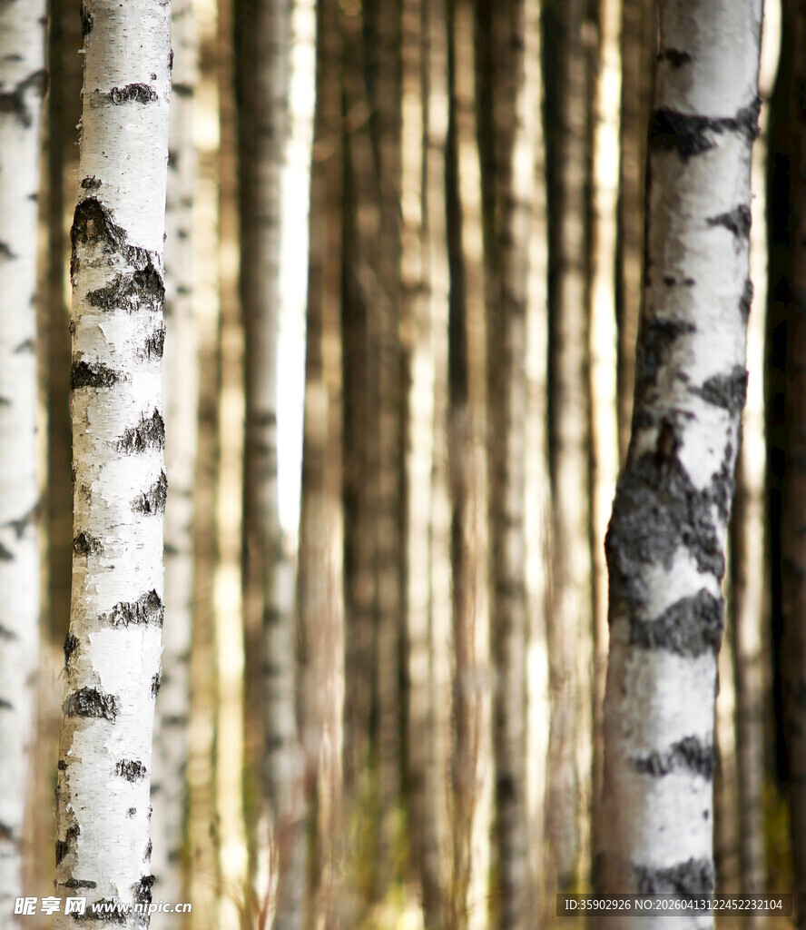 白桦林树干特写