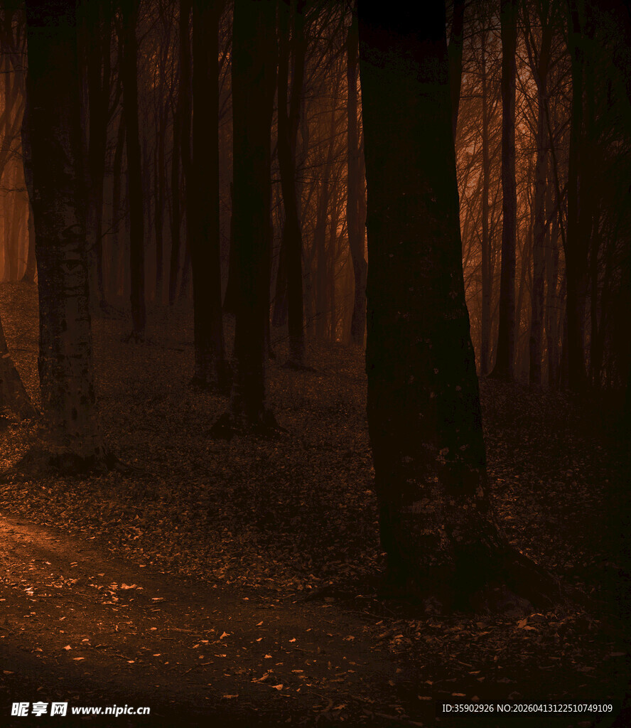 神秘幽暗的森林场景