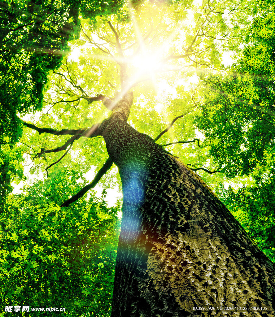 阳光照耀下的参天大树