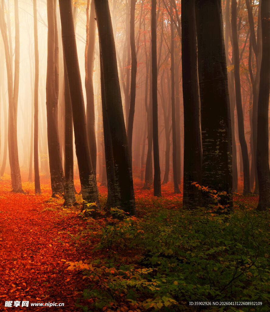 秋日迷雾森林奇幻景致