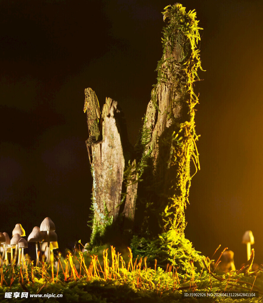 神秘古石柱夜幕下的奇观