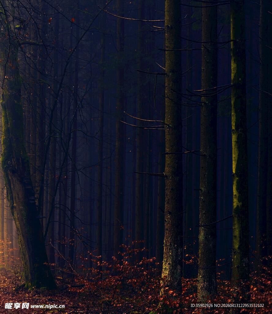 神秘幽暗的森林夜景