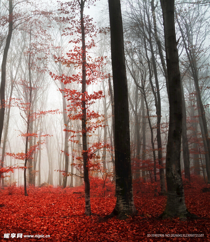 雾中红林秋景如画
