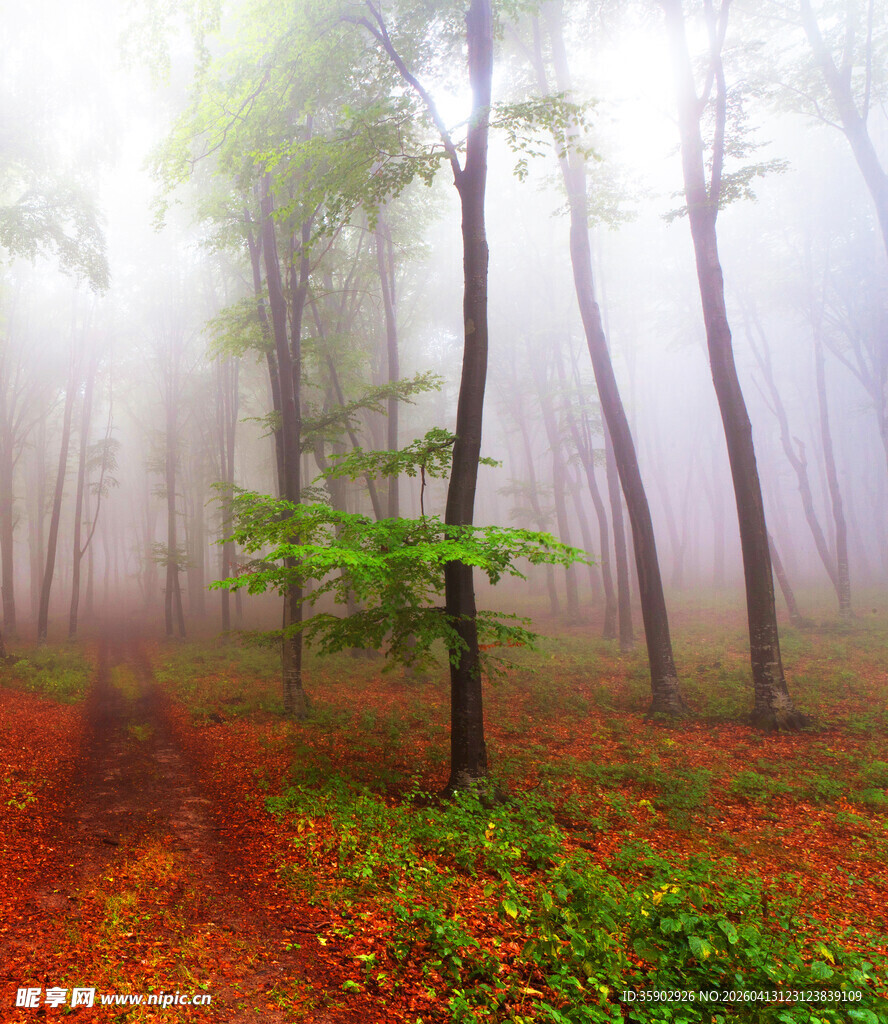 雾中红叶森林美景