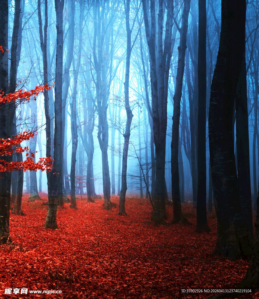 迷雾红叶森林神秘景象