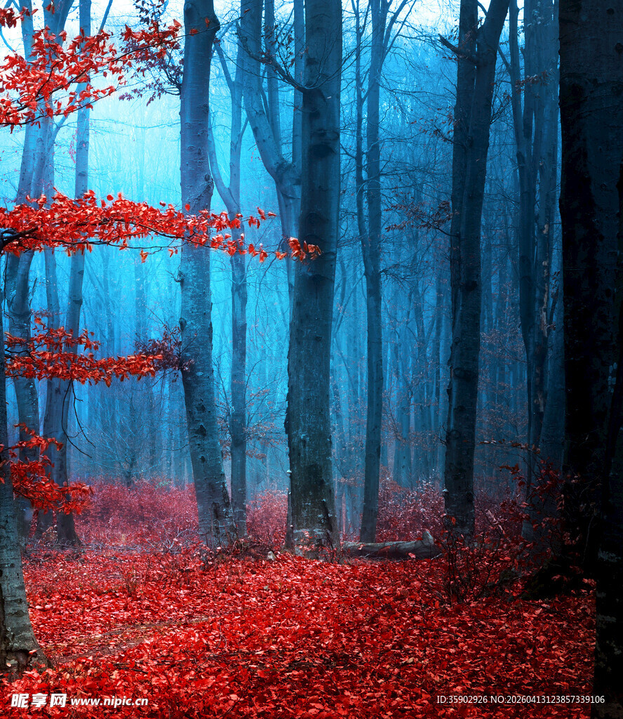 雾中红叶林的梦幻景致