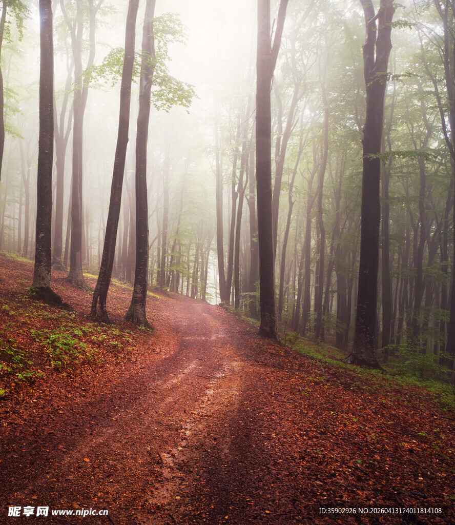 迷雾中的林间红土小径