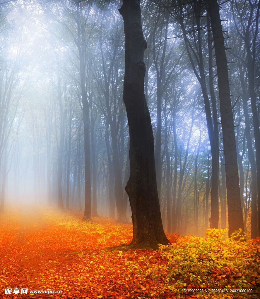 秋日迷雾森林中的梦幻景象
