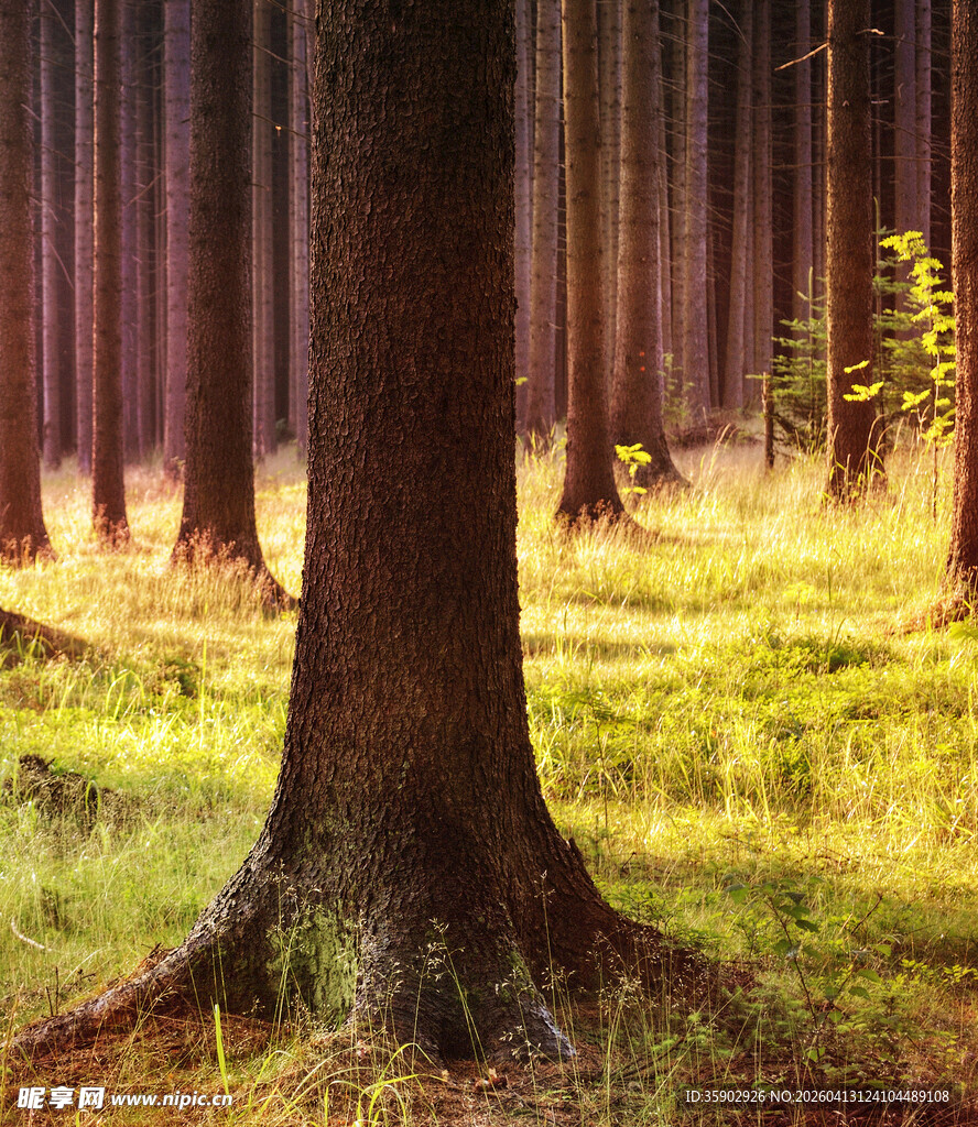 森林深处的静谧树景