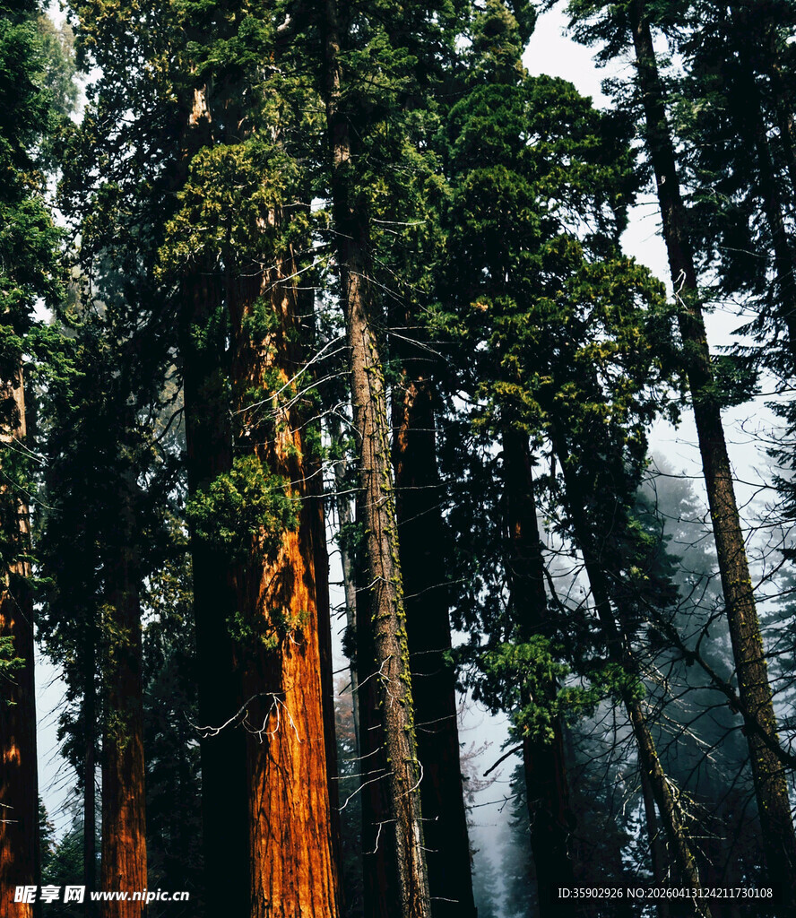 高耸入云的壮丽森林景观
