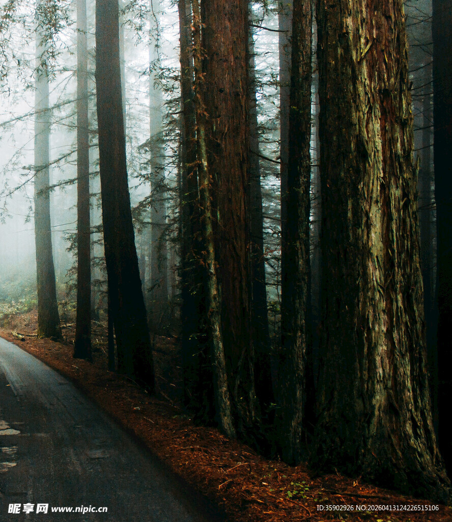 雾中静谧的林间公路