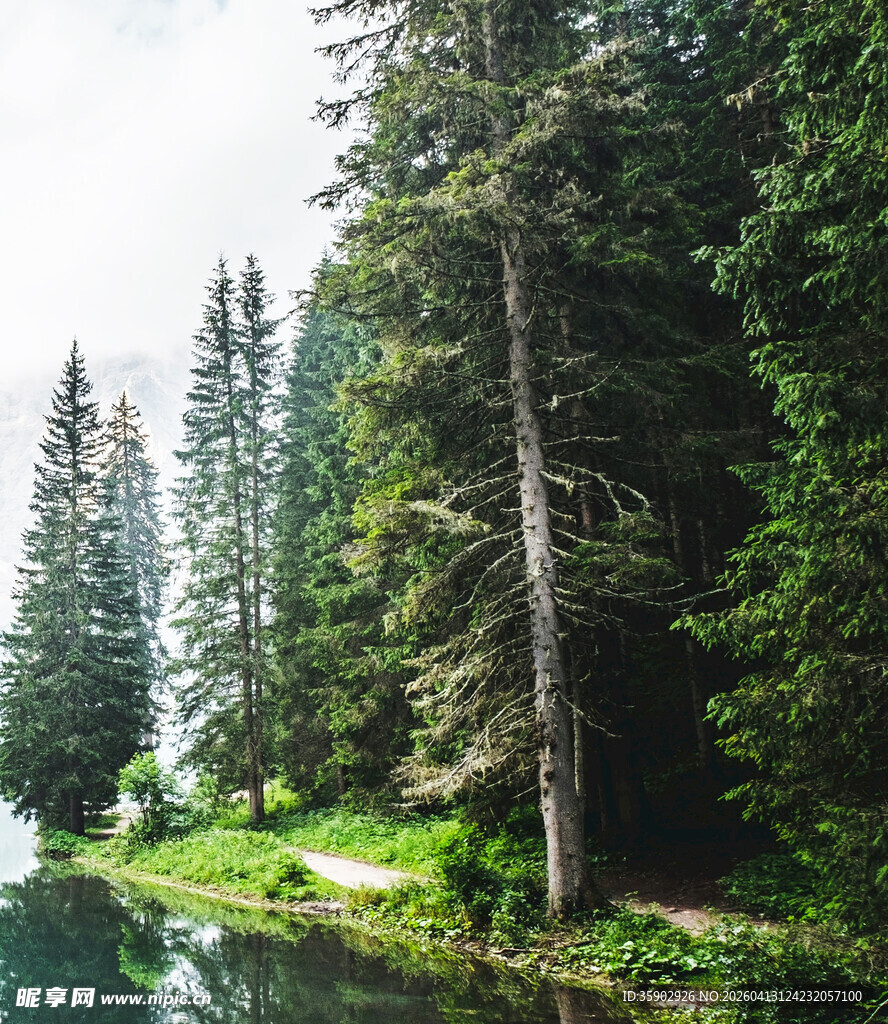 湖畔茂密松林自然美景