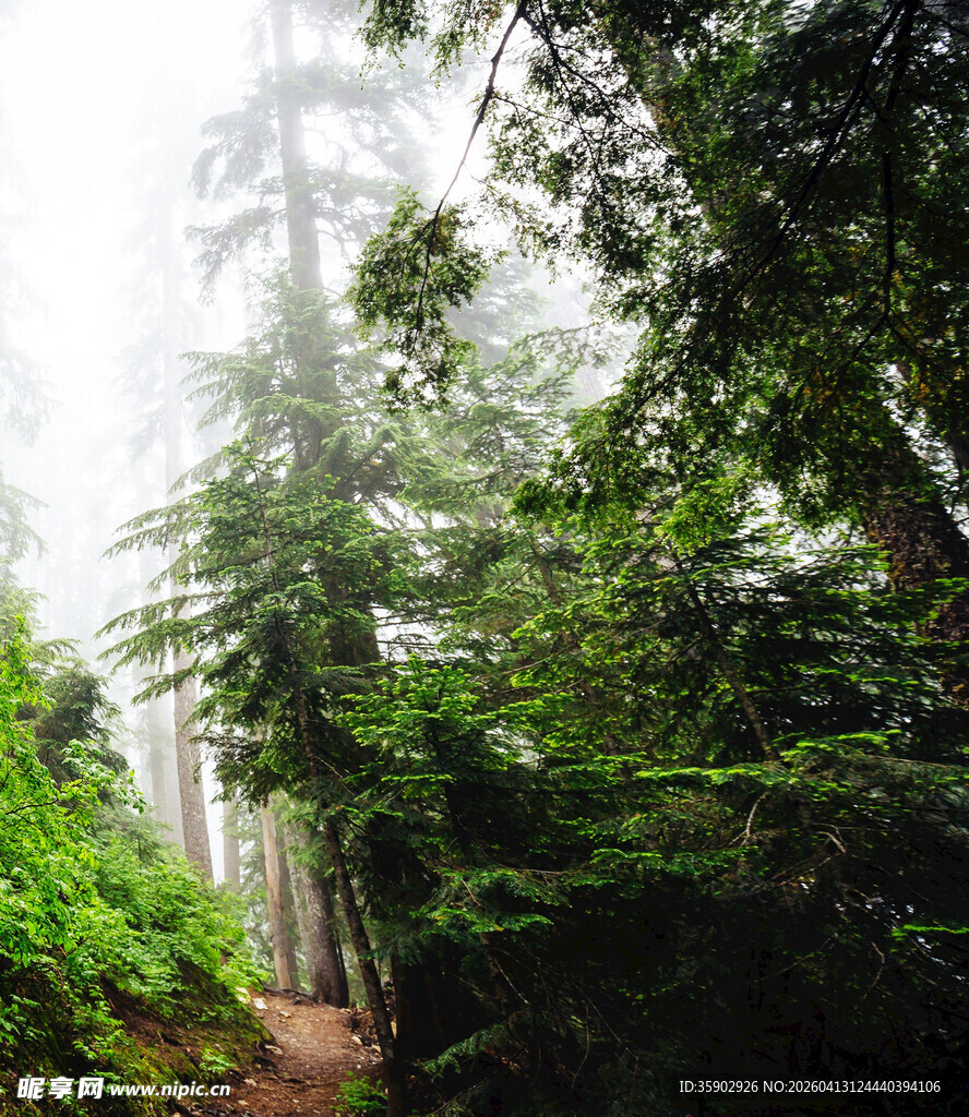 迷雾中的森林小径