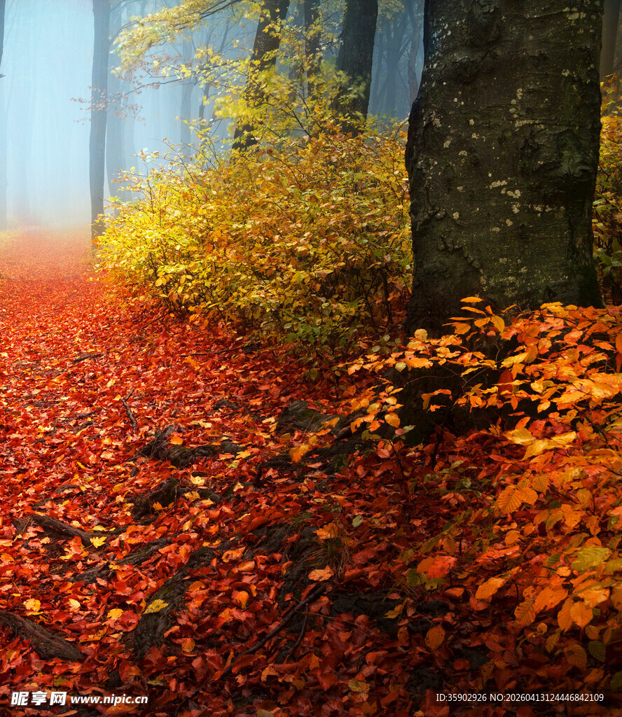 秋日林间红叶铺就的美景