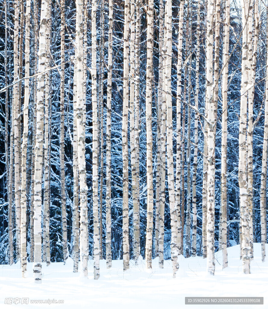 冬日白桦林雪景