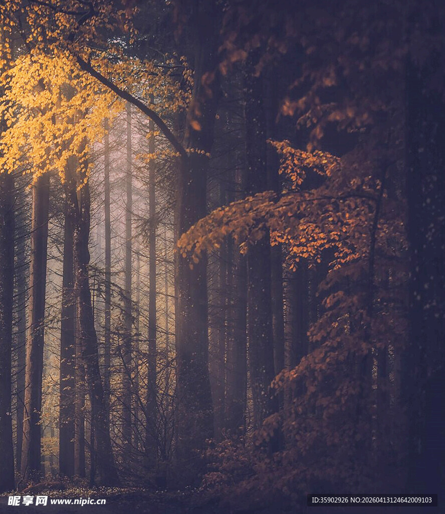 秋日迷雾森林美景