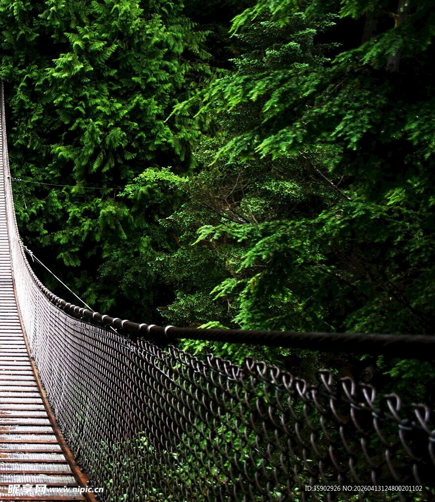森林中的悬索桥景观
