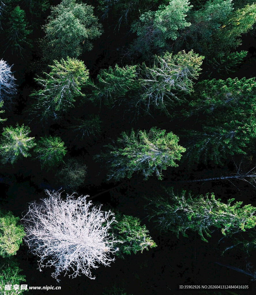 森林中独特的白色树木景观