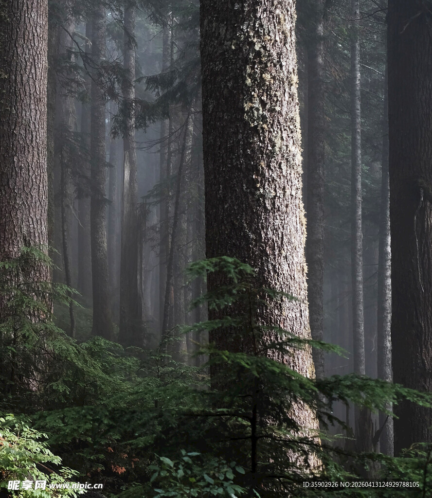 迷雾中的静谧森林