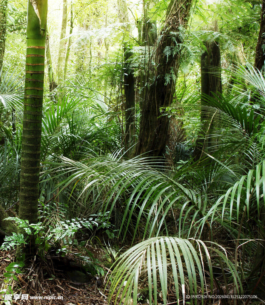茂密丛林中的蕨类植物景观
