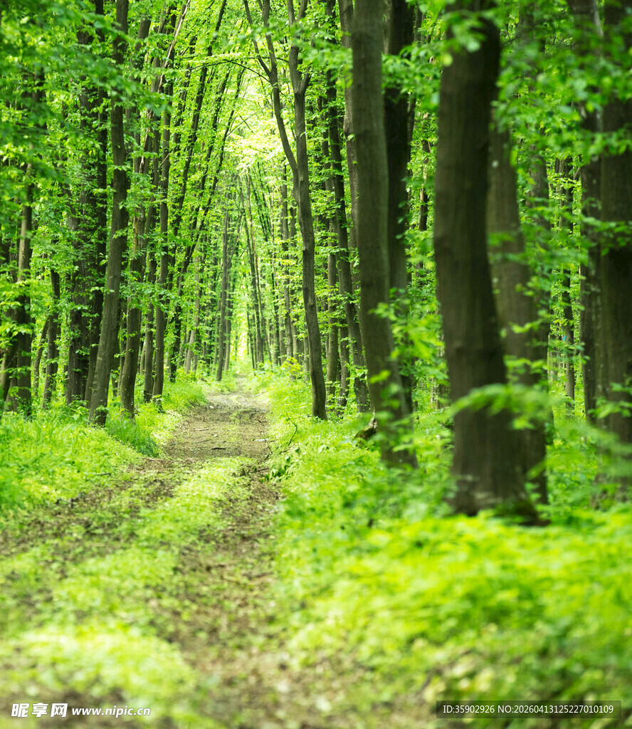 林间幽径绿意盎然的自然景