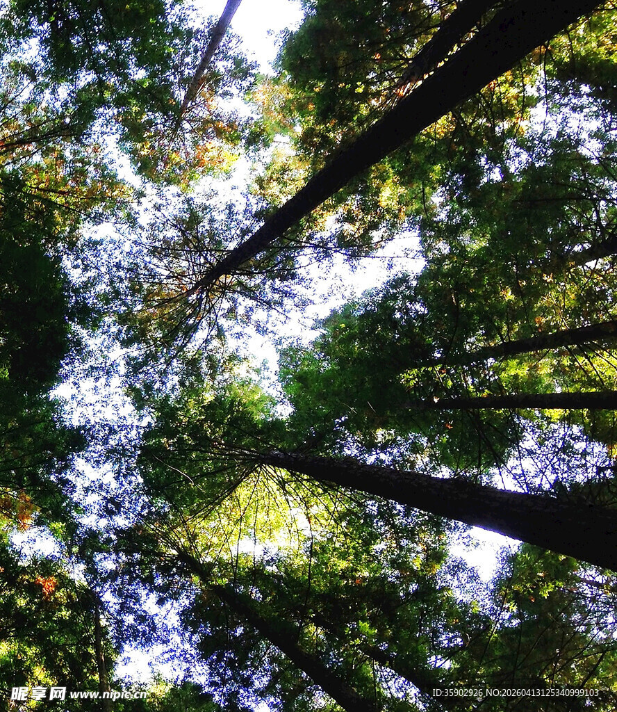 仰视茂密森林树冠景象