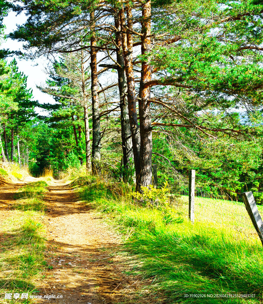 林间小径的自然清新景致