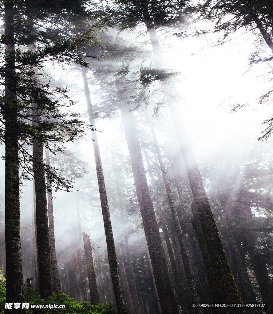 迷雾森林中的高耸树木