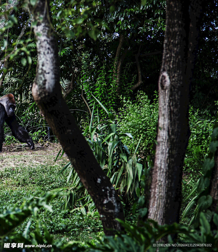 林间繁茂绿植与树干