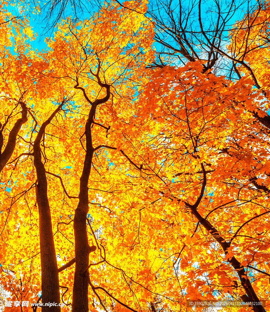 秋日绚烂树林美景