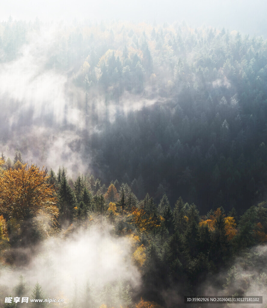 山林晨雾中的多彩树木