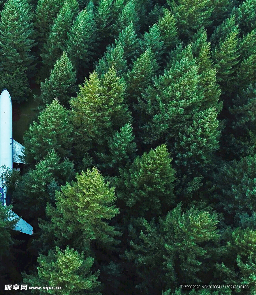 俯瞰茂密翠绿松树林