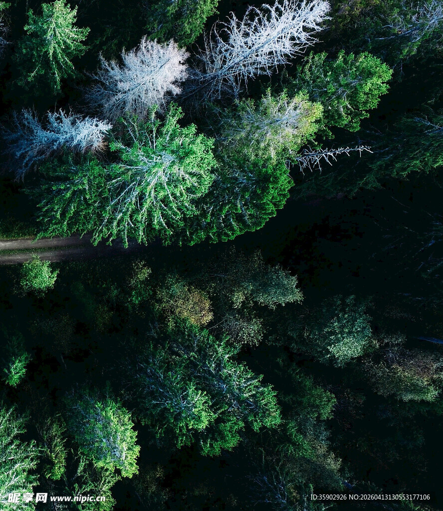 俯瞰茂密森林绿意盎然