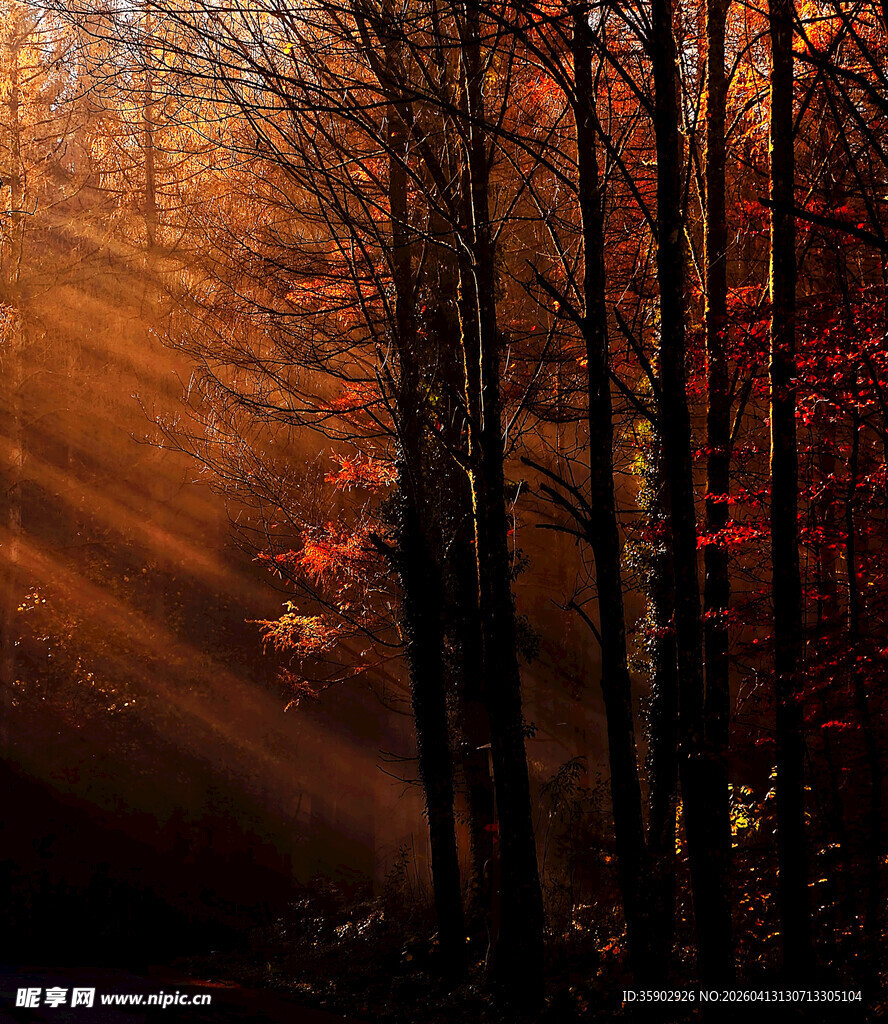 秋日林间洒下的金色光束