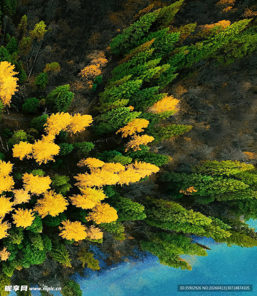 空中俯瞰黄绿相间植被景观