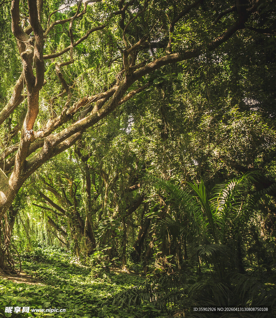 茂密丛林中的光影绿意