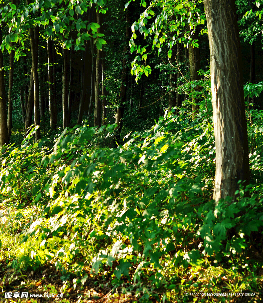 阳光洒落的茂密森林角落