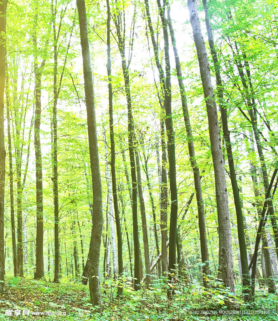 阳光洒落的静谧森林