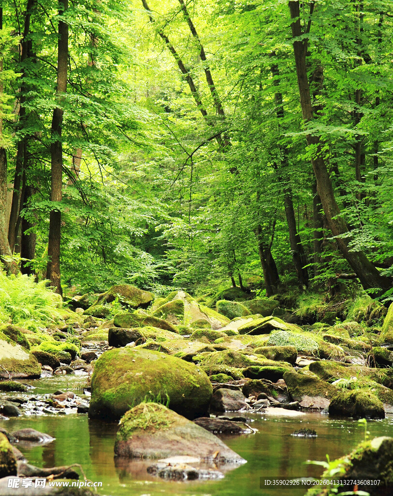 森林中的溪流与苔藓岩石