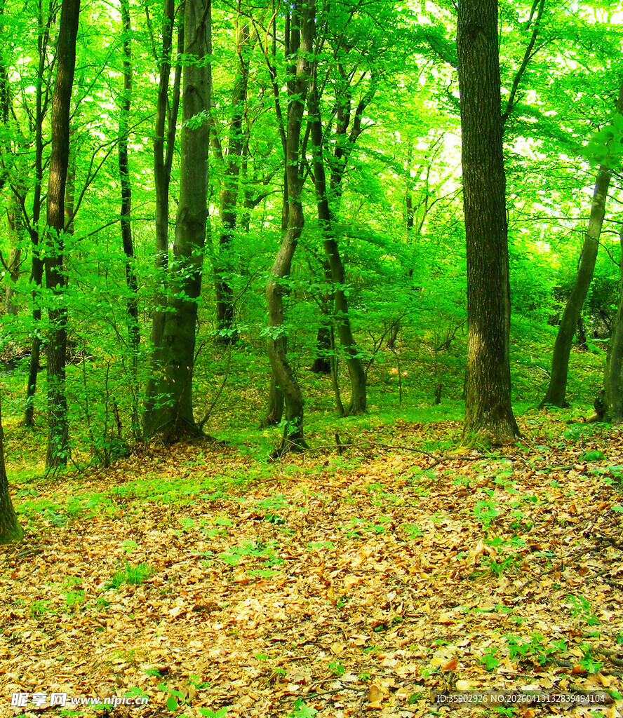 翠绿森林中的落叶景致