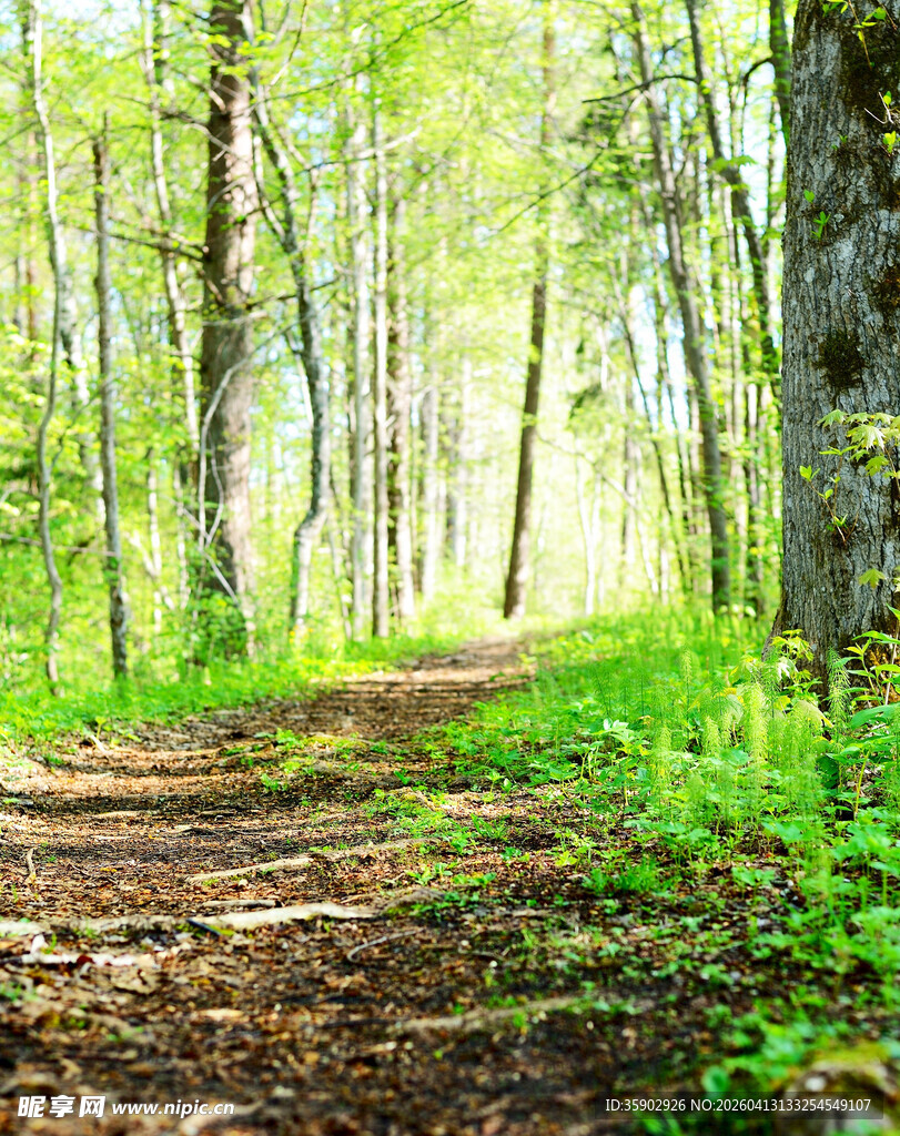 林间小径绿意盎然的自然景