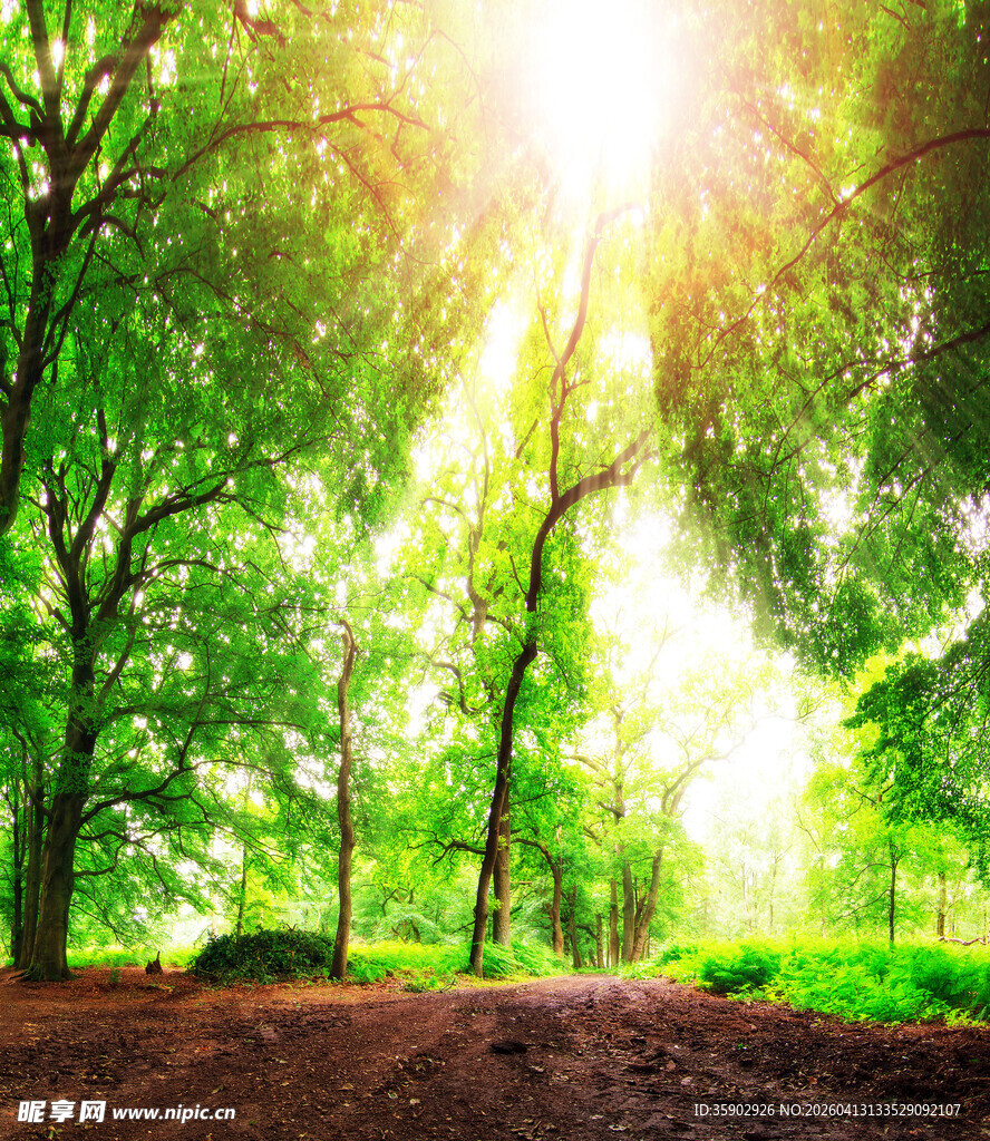 阳光洒落林间的清新景致