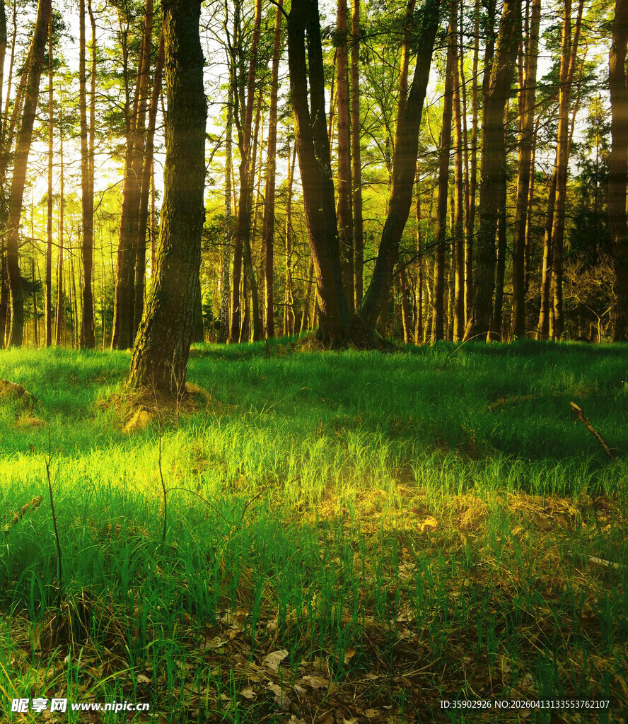 阳光洒落的静谧森林